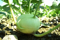 kohlraben